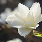 Namelis Prie Magnolijos Druskininkai