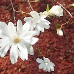 홈스테이 Namelis Prie Magnolijos *