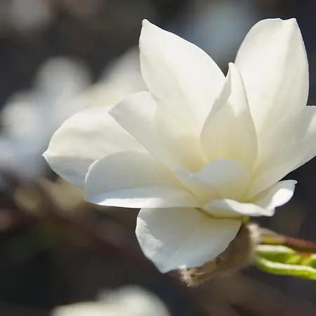 Namelis Prie Magnolijos Druskininkai
