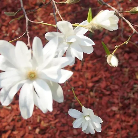 Séjour chez l'habitant Namelis Prie Magnolijos *