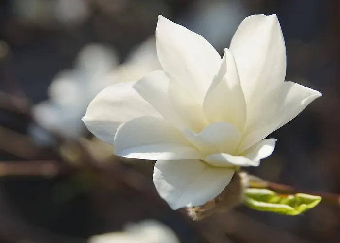 Namelis Prie Magnolijos Druskieniki