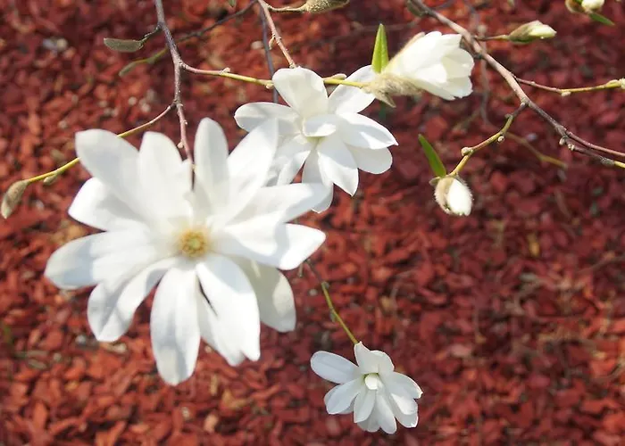 Kwatera prywatna Namelis Prie Magnolijos *