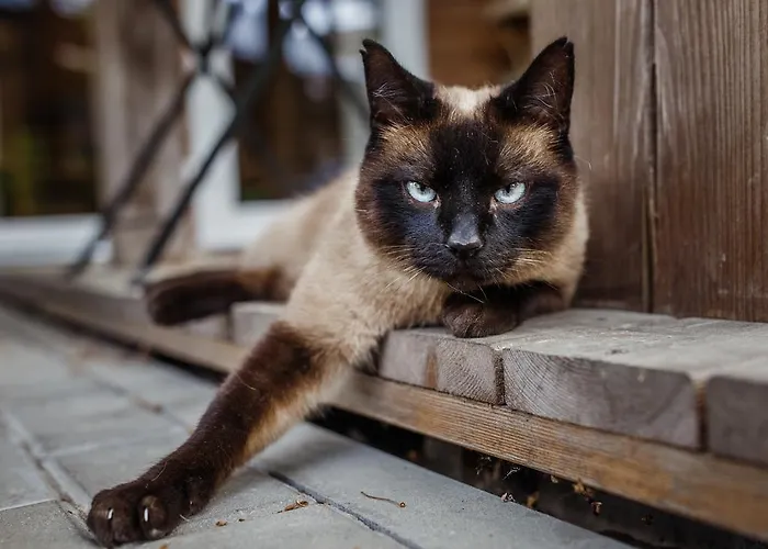 Namelis Prie Magnolijos Druskininkai